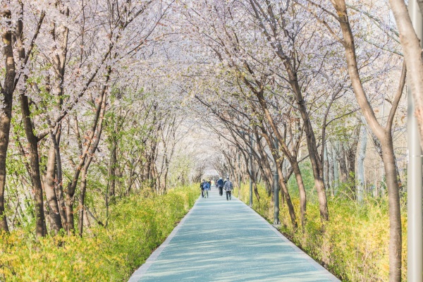 진해군항제가 오는 4월 1일부터 10일까지 개최된다. 진해군항제는 군항도시에서 함께 즐기는 세계최대 벚꽃축제다. 사진=글로벌이코노믹