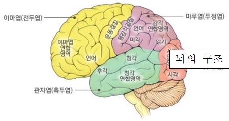 [김박사의 재미있는 브레인 톡톡(2)] 사람의 뇌는 생긴 대로 놀까, 노는 대로 생길까?