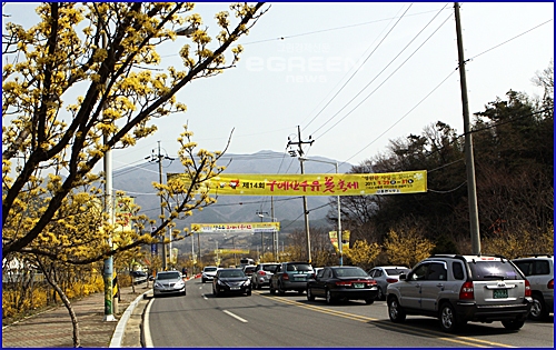 ▲산동면길거리엔산수유꽃축제펼침막이나부끼고축제장으로가는길마다차들로몸살을한다.