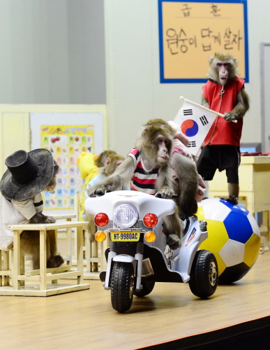 ▲부산해운대구벡스코제2전시장3층에서열린'원숭이학교&아프리카대탐험'에서원숭이들이재롱을부리고있다.