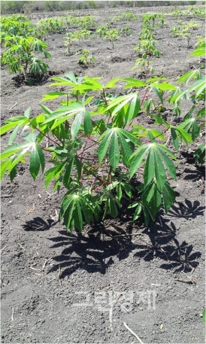 ▲바이오에탄올과전분의원료로사용되는카사바작물