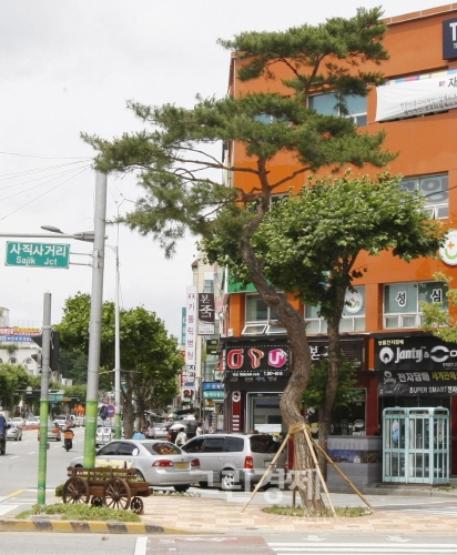 ▲충북청주용정동에아파트를건설중인한라건설이흥덕구사직사거리교보생명앞에심은소나무.한라건설은사직사거리에5000만원상당의소나무4그루를심어청주시에기증했다.