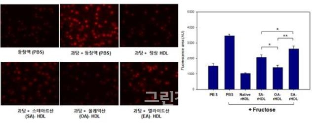 트랜스지방인엘라이드산이결합된HDL(아래오른쪽패널)은과당에의한염증을악화시키는것을확인할수있다.(붉은색은염증을의미)