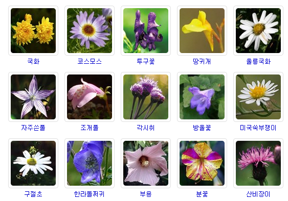 ▲가을에피는꽃은수십여종에달한다.다양한색상과형태로자태를뽐낸다./사진=네이버