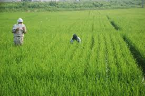 ▲일본은내년쌀생산목표를올해보다14만톤줄여잡았다.