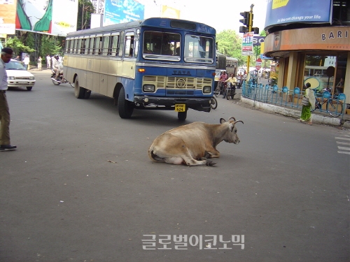 ▲소를숭배하는인도의거리에소들이나와멈춰있다.자동차도소떼가지나가기를조용히기다린다.