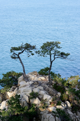 울산시 동구 대왕암공원에 있는 부부의 백년해로를 상징하는 '부부소나무'. 노년기에는 아무리 금실이 좋다고 해도 결국은 오랫동안 동고동락하면서 의지해온 배우자를 잃게 된다.