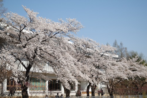 국립서울현충원 내 벚꽃이 만개한 모습/사진= 국립서울현충원 홈페이지