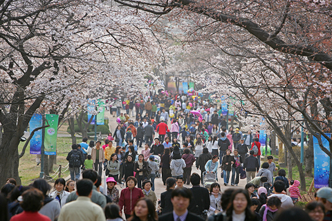 어린이대공원 봄축제에서 벚꽃길을 걷는 사람들 모습/사진= 어린이대공원 홈페이지