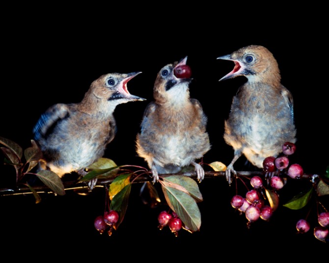 임일태 사진작가의 작품 '질투'