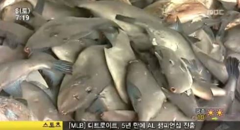 사진=쥐치의 특징