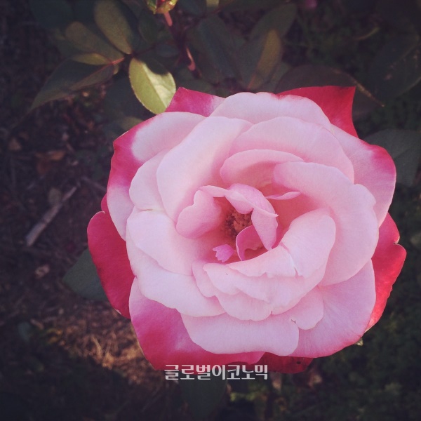 사진=글로믹이코노믹 DB