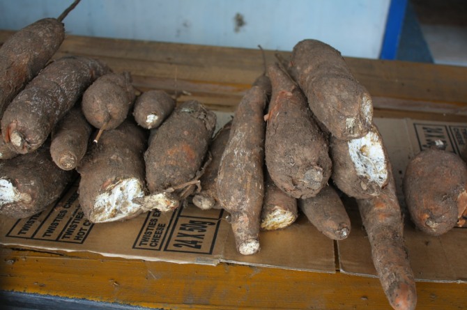 피지인의 주식 카사바