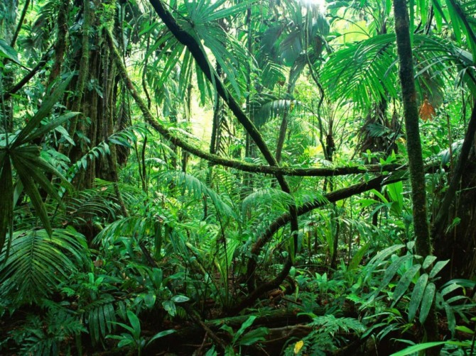 난개발로 황폐화 되어 가고 있는 지구의 허파 아마존 숲.