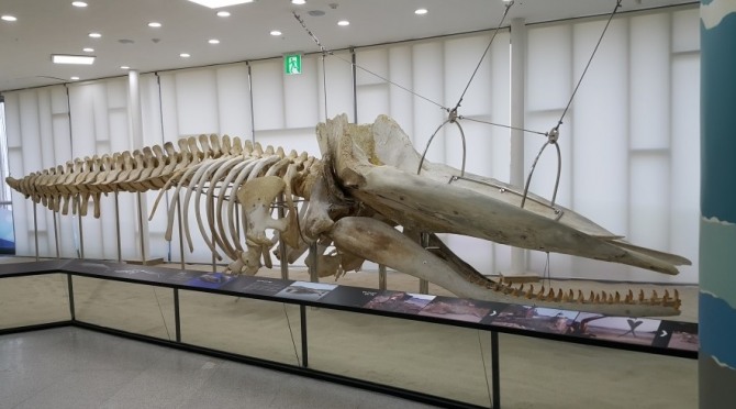 강화 자연사박물관 1층 로비에 전시되어 있는 대형 향유고래의 골격.