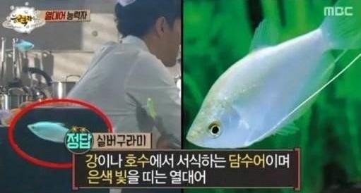 열대어 키싱구라미 / 사진=MBC 캡처