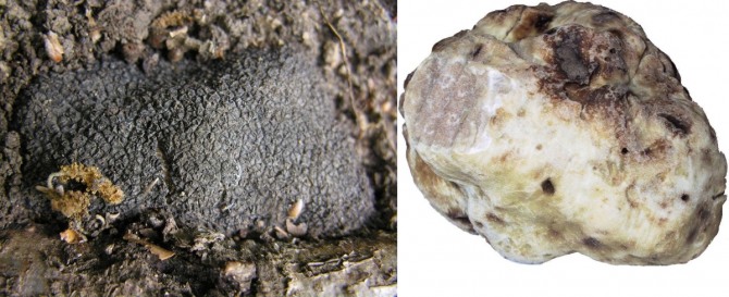 블랙트러플(왼쪽)과 화이트 트러플(흰 송로버섯)