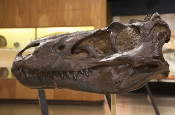 티라노사우루스 공룡 두개골./사진=위키피디아