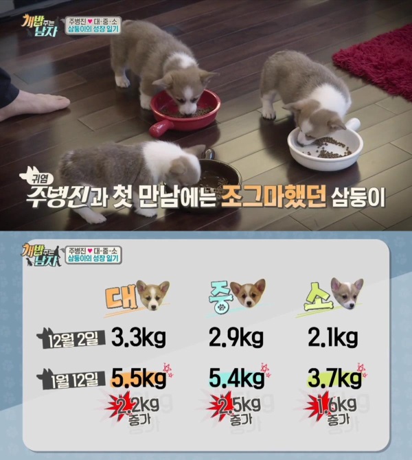 채널A '개밥주는 남자' 8회에서는 주병진과 웰시코기 삼둥이 대·중·소의 성장이야기가 전해졌다./사진=채널A 방송캡쳐