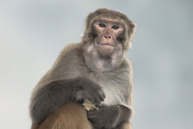 모성적 돌봄을 경험한 암컷 붉은 털 원숭이는 어른이 되었을 때 사회적 관계를 잘 형성하는 것으로 알려졌다.