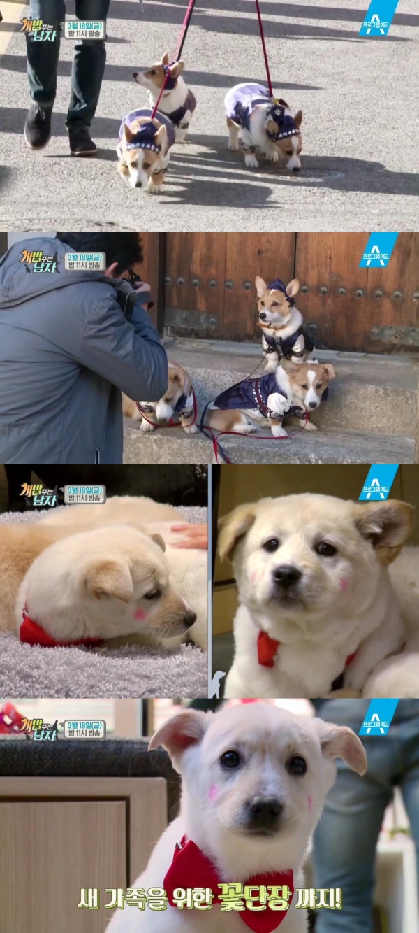 채널A '개밥 주는 남자(개밥남)' 14회에서는 주병진과 삼둥이의 북촌한옥마을 출사 나들이 모습이 그려진다./사진=채널A 방송캡처