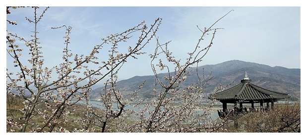 섬진강 매화 마을에는 봄의 전령 매화가 활짝 피어 있다.