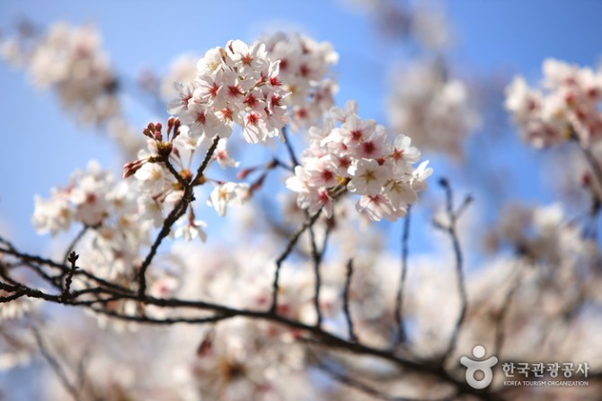 만개한 벚꽃/사진=한국관광공사