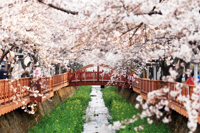 1일 개막한 진해 벚꽃 축제 전경/사진=뉴시스