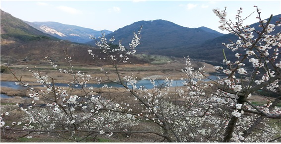 매화꽃 활짝 핀 구담마을에서 바라본 섬진강변 풍경 
