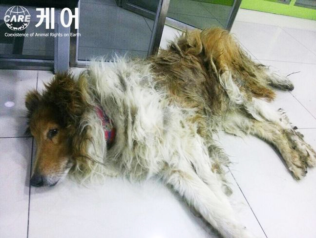 병원으로 이송됐지만 계속 누워있는 콜리. (사진=동물단체 케어 제공)
