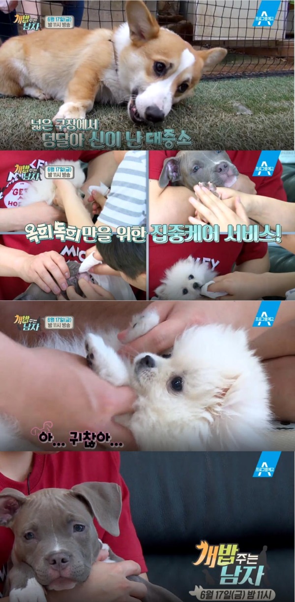 채널A '개밥 주는 남자(개밥남)' 27회에서 양세형-양세찬(양형제)는 반려견 옥희·독희의 특별 애견미용 케어 현장을 공개한다./사진=채널A 방송캡처