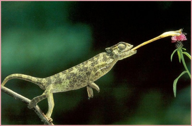 주변환경에 따라 몸 색깔을 바꾸는 카멜레온의 놀라운 사냥술의 비밀이 밝혀졌다.