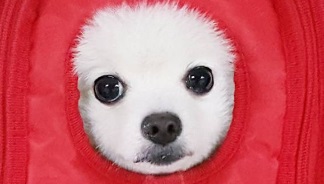 말복 쇼크 개고기 먹는다는 말복 복날 기보배는 지금, 강아지 끌어안고...배우 최여진 엄마 미친 XX  정글의 법칙  하차 요구 봇물, 한재석 김병만 박준형 현주엽 정연 홍석천 불똥 