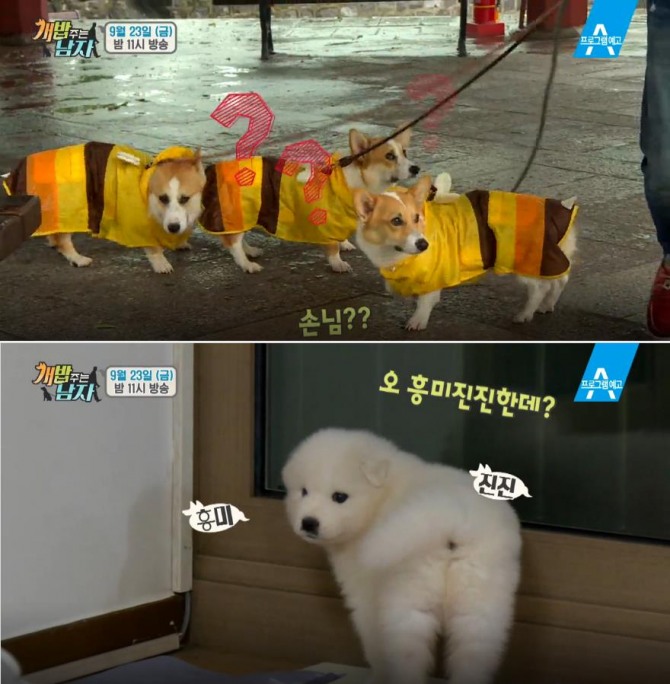 '개밥 주는 남자' 반려견과 함께하는 행복한 일상 공개! 강남, 전지윤, 딘딘 '견습생' 주병진 - 대, 중, 소 / 양세형, 양세찬(양형제) - 옥희, 독희 / 동호 - 수호 /사진=채널A 방송캡처