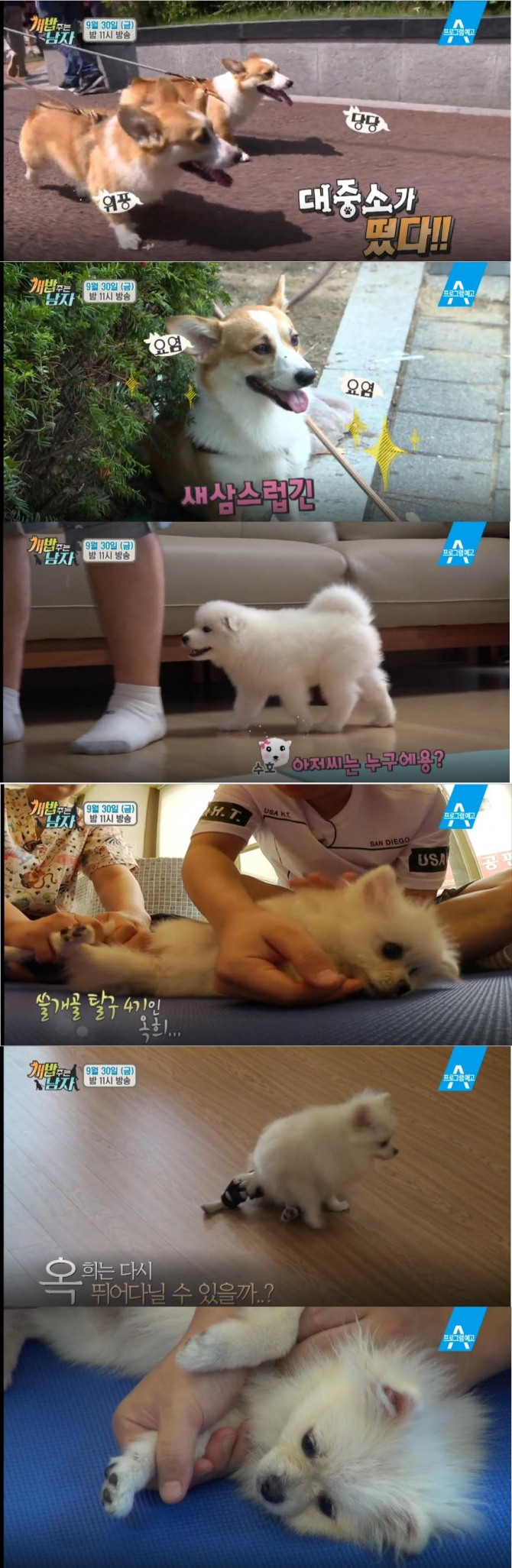 '개밥 주는 남자' 동호-수호 일상공개! 양세찬, 양세형의 포메라니안 슬개골 탈구 치료 방법 공개, 주병진 - 대, 중, 소 / 양세형, 양세찬(양형제) - 옥희, 독희 / 동호 - 수호 /사진=채널A 방송캡처