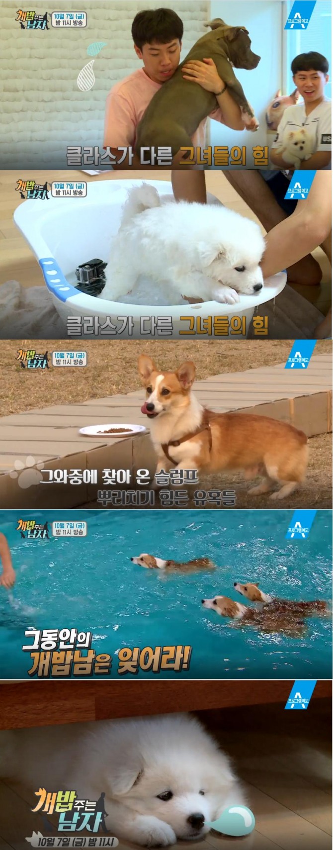 '개밥 주는 남자' 반려견 견주 특별한 하루 만들기! 사모에드, 포메라니안, 아메리칸불리, 웰시코기 견종 특징? 주병진 - 대, 중, 소 (웰시코기) / 양세형, 양세찬(양형제) - 옥희 (포메라니안), 독희 (아메리칸불리) / 동호 - 수호(사모에드) /사진=채널A 방송캡처
