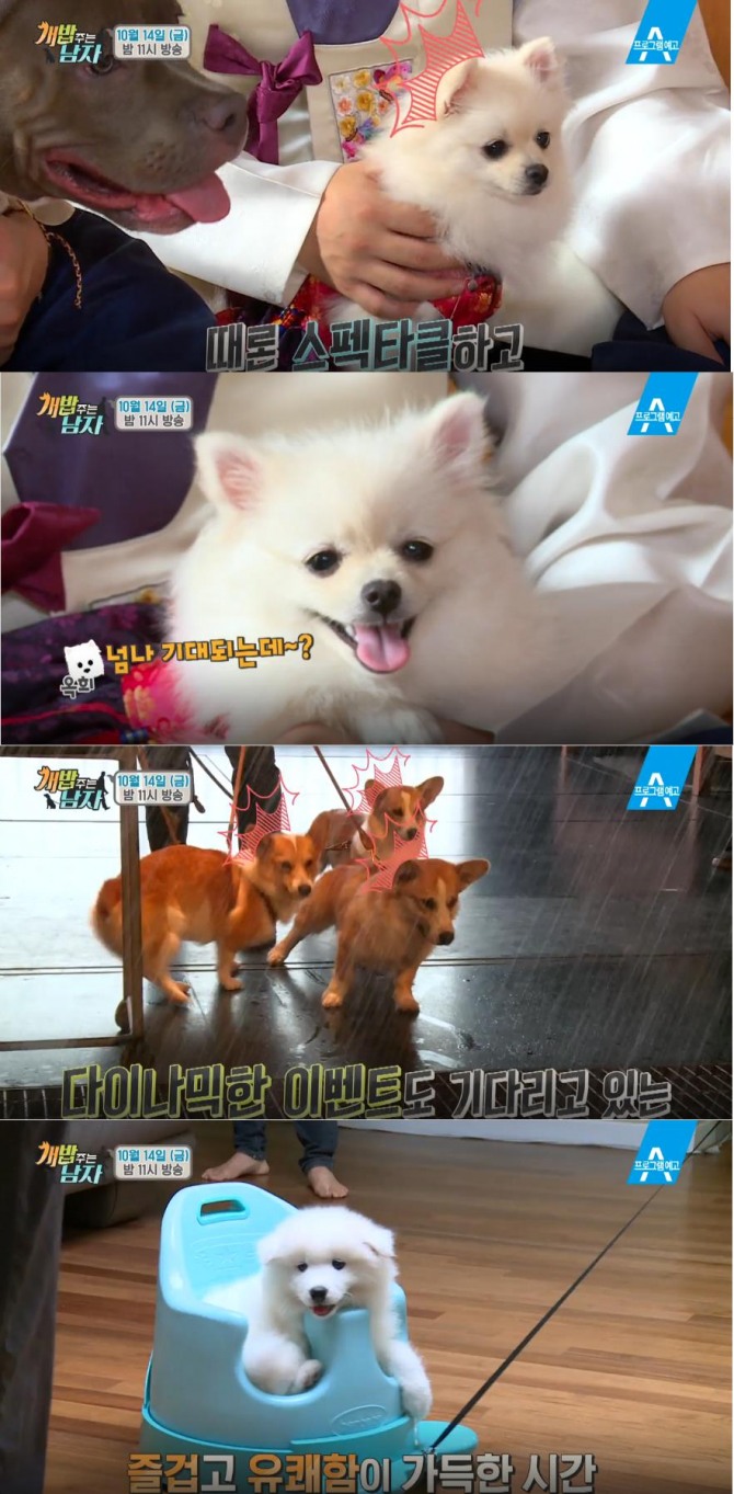 '개밥 주는 남자' 반려견과 함께 하는 행복한 일상 공개! 동호-수호-아셀, 대중소-청도여행, 옥희&독희-애견 훈련사 '이웅종' - 주병진 - 대, 중, 소 (견종: 웰시코기) / 양세형, 양세찬(양형제) - 옥희 (견종: 포메라니안), 독희 (견종: 아메리칸불리) / 동호 - 수호(견종: 사모에드) /사진=채널A 방송캡처