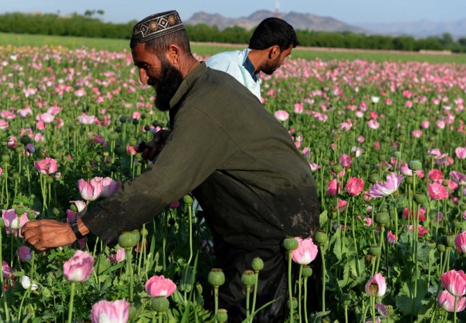 세계최대의 양귀비 생산국 아프가니스탄 올해 생산량 4800t , 연간생산량 48% 기록 