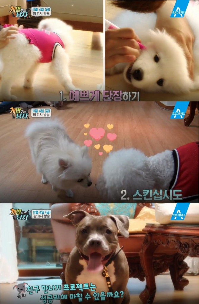 '개밥 주는 남자' 양세형&양세찬-옥희&독희 래퍼 딘딘 금수저 집밥 체험, 동호&수호 야구장 나들이, 주병진&대중소 에피소드 공개! - 주병진 - 대, 중, 소 (견종: 웰시코기) / 양세형, 양세찬(양형제) - 옥희 (견종: 포메라니안), 독희 (견종: 아메리칸불리) / 동호 - 수호(견종: 사모에드) /사진=채널A 방송캡처