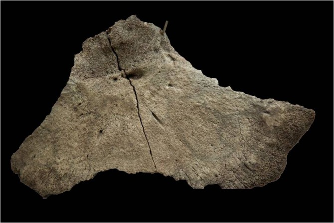 신석기시대 황성동 유적에서 출토된 고래뼈에 박힌 골촉. 화살촉은 사슴 발가락 뼈로 만들어졌다. /사진=울산박물관