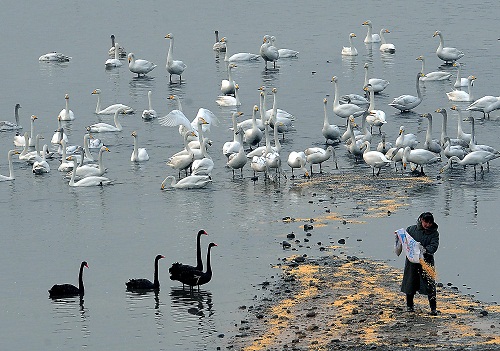 한진해운 최은영  회장,기업은 망해도 기업주는 영원하다는 데... 