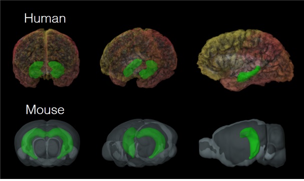 인간뇌(위) 와 쥐 뇌(아래)