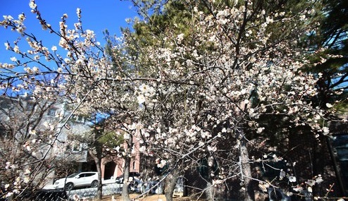 동장군의 기세가 꺽인 지난 2월 12일 오후 강원 강릉시 교1동 솔올택지의 한 공원의 벚꽃나무에서 꽃이 활짝 피어 있다./뉴시스