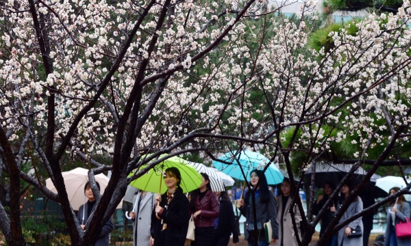  봄을 재촉하는 비가 내린 22일 오후 부산 남구 부경대 대연캠퍼스 한어울터에서 학생들이 우산을 쓴 채 활짝 핀 매화 나무 아래를 지나고 있다. /뉴시스