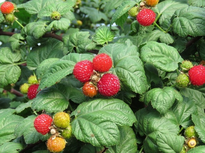 김해시는 전국 최대 산딸기 주산단지로 전국 생산량의 60% 가량을 차지하고 있다. 김해시=제공