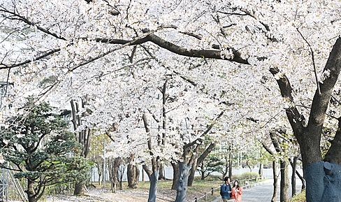 벚꽃 개화시기에 맞춰 진해군항제등 각 지자체의 벚꽃 축제에 대한 네티즌들의 관심이 높아지고 있다./사진=뉴시스  