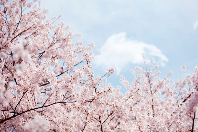 여의도 벚꽃 축제기간동안 한화생명 등 한화금융계열사가 모여 벚꽃피크닉페스티벌을 개최한다. 자료=글로벌이코노믹