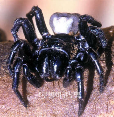 세계 최강의 독거미로 불리는 퍼널 웹 거미.