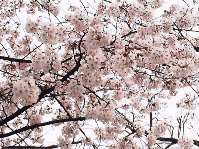 벚꽃이 만개했다. 전국이 벚꽃축제로 몸살을 앓고 있는 가운데 음악 '벚꽃엔딩'이 우리 마음에 봄을 지펴준다.