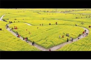 '제6회 부산 낙동강 유채꽃축제'가 15일부터 23일까지 강서구 대저생태공원 일대에서 열린다. 부산시=제공
